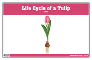 Life Cycle of a Tulip Nomenclature Cards (3-6) (Printed)