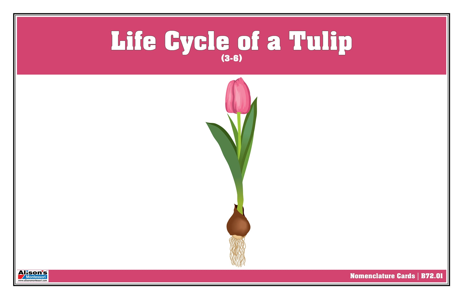 Life Cycle of a Tulip Nomenclature Cards (3-6) (Printed)
