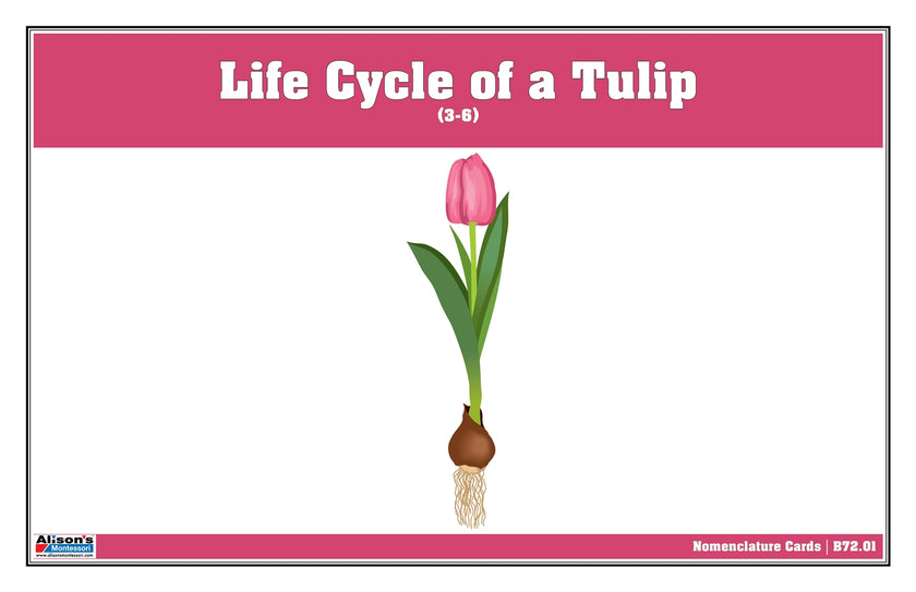 Life Cycle of a Tulip Nomenclature Cards (3-6) (Printed)