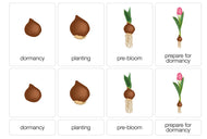 Life Cycle of a Tulip Nomenclature Cards (3-6) (Printed)