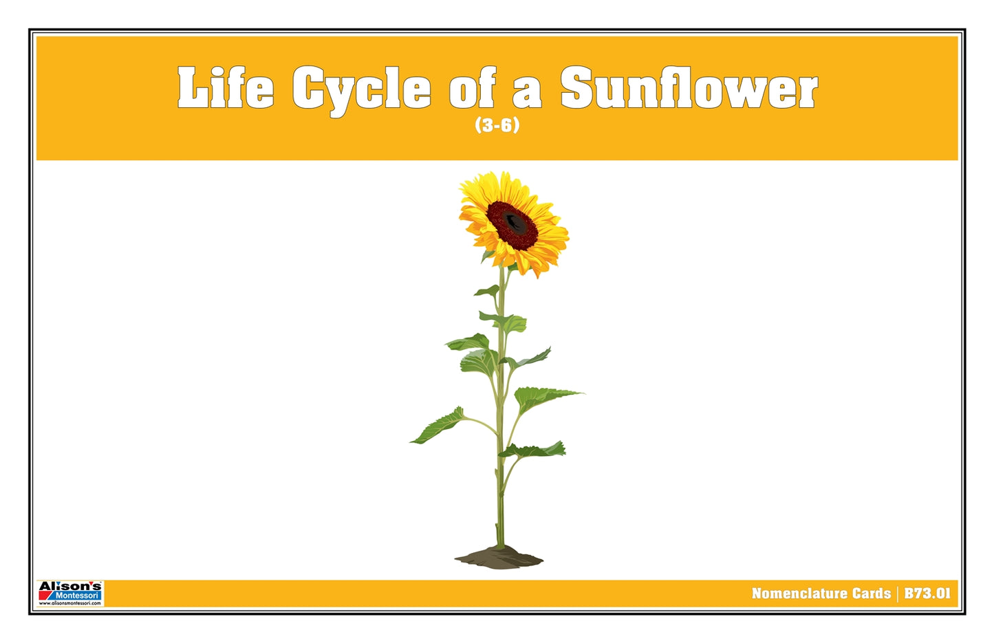 Life Cycle of a Sunflower Nomenclature Cards (3-6) (Printed)