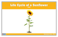 Life Cycle of a Sunflower Nomenclature Cards (3-6) (Printed)