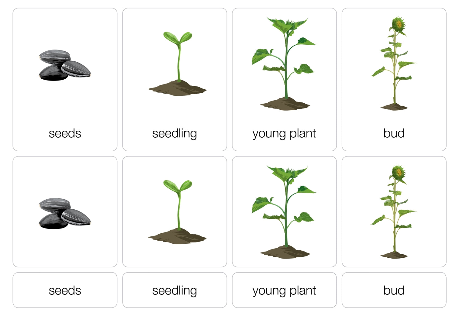 Life Cycle of a Sunflower Nomenclature Cards (3-6) (Printed)