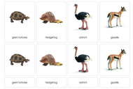 Desert Animals Nomenclature Cards