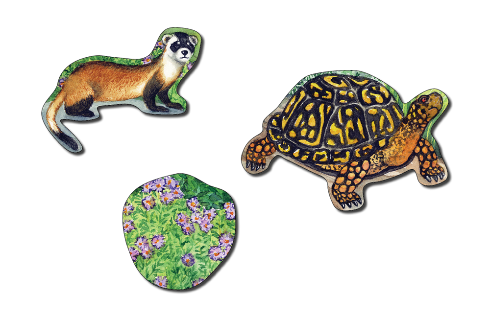 Biome Charts - Temperate Grassland Biome