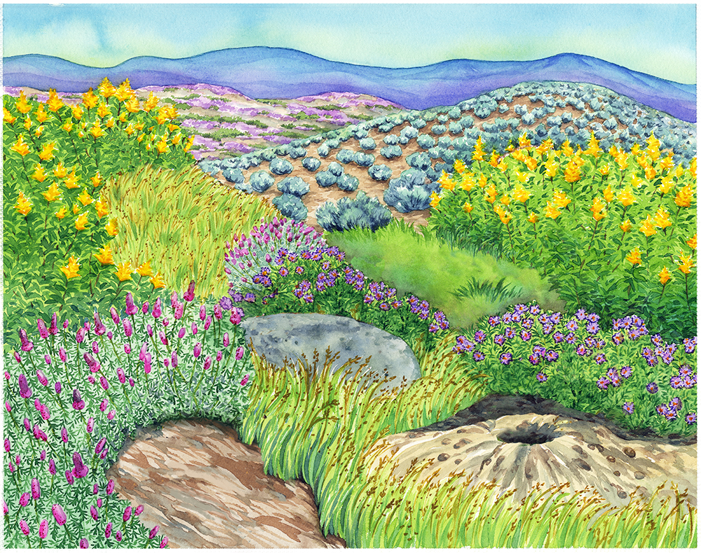 Biome Charts - Temperate Grassland Biome