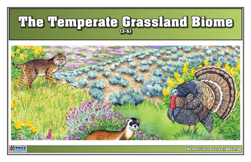 Temperate Grassland Biome Nomenclature Cards (3-6) (Printed)