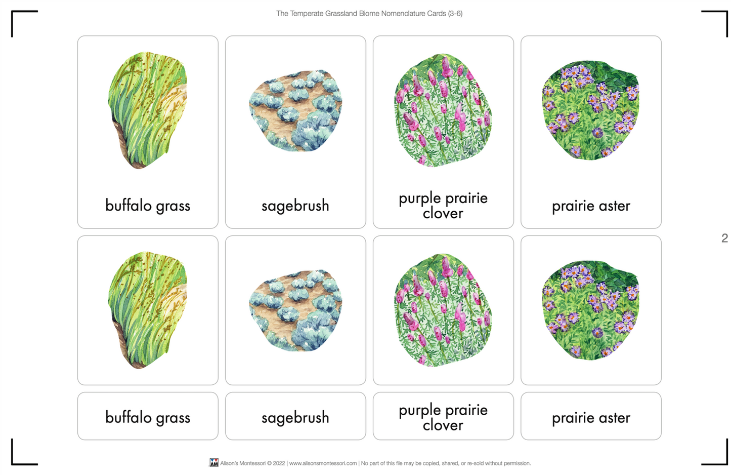 Temperate Grassland Biome Nomenclature Cards (3-6) (Printed)