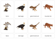 Mountain Animals Nomenclature Cards