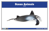 Ocean Animals Nomenclature Cards