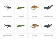 Ocean Animals Nomenclature Cards