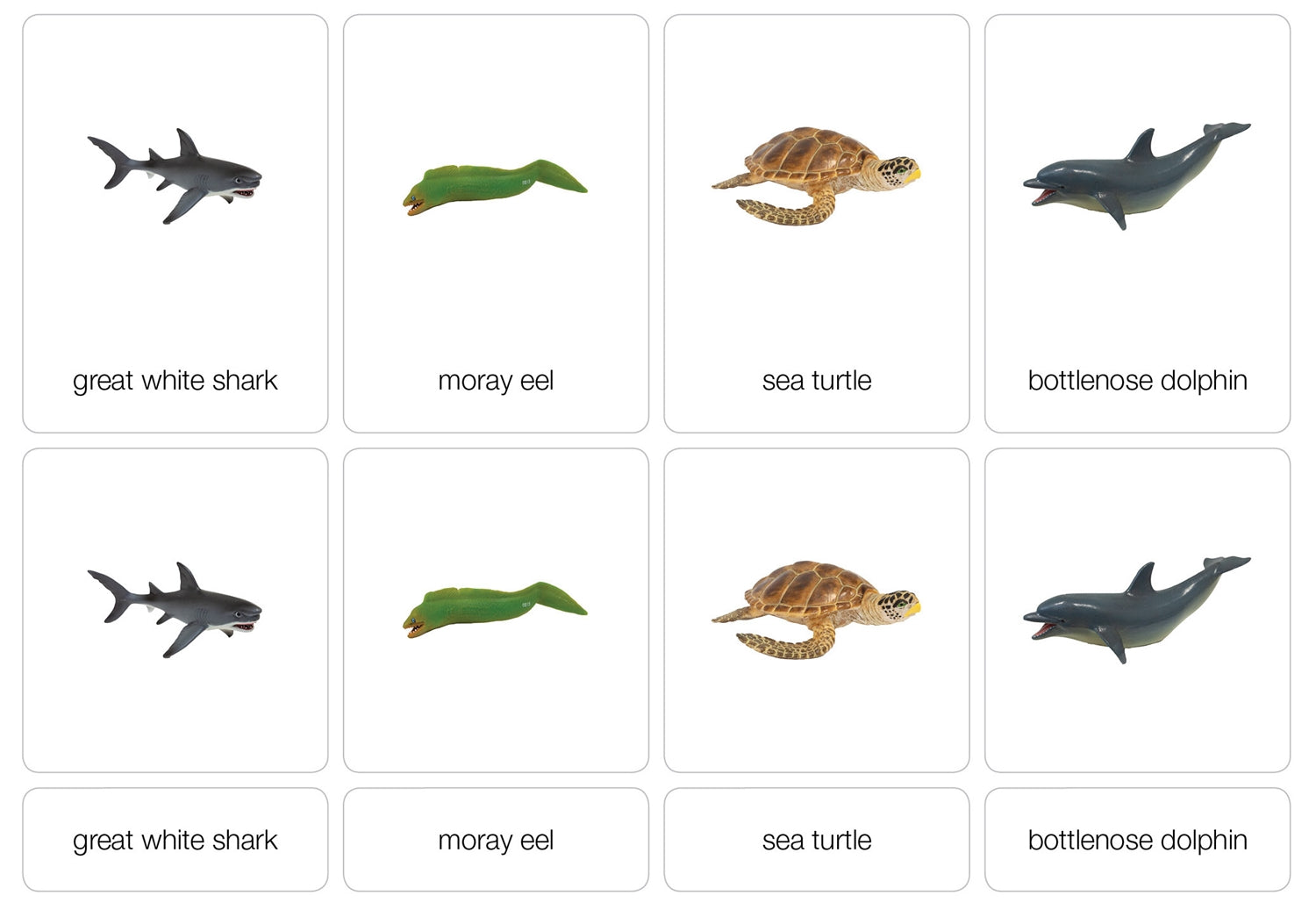 Ocean Animals Nomenclature Cards
