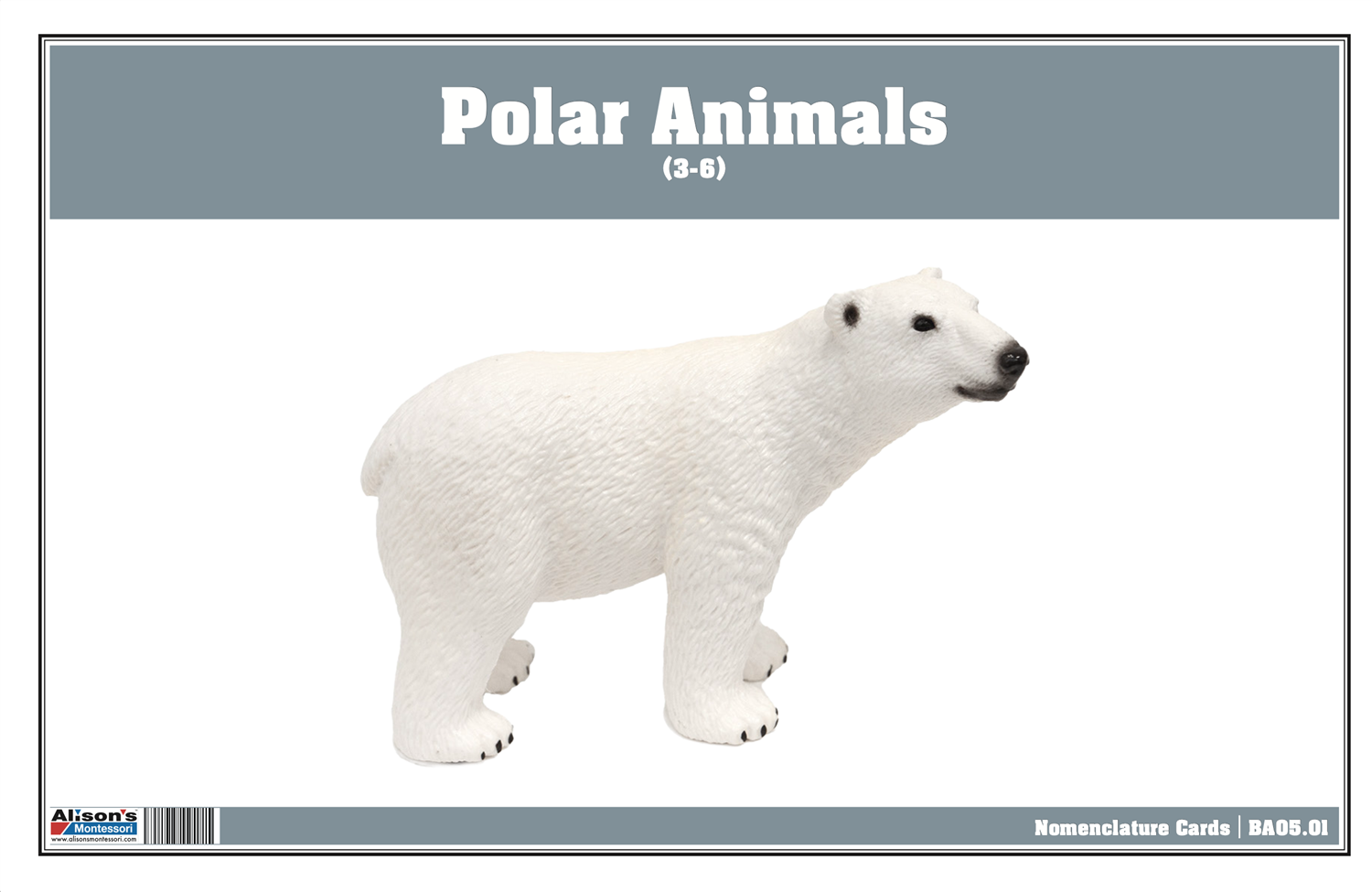 Polar Region Animals Nomenclature Cards