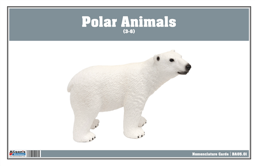 Polar Region Animals Nomenclature Cards