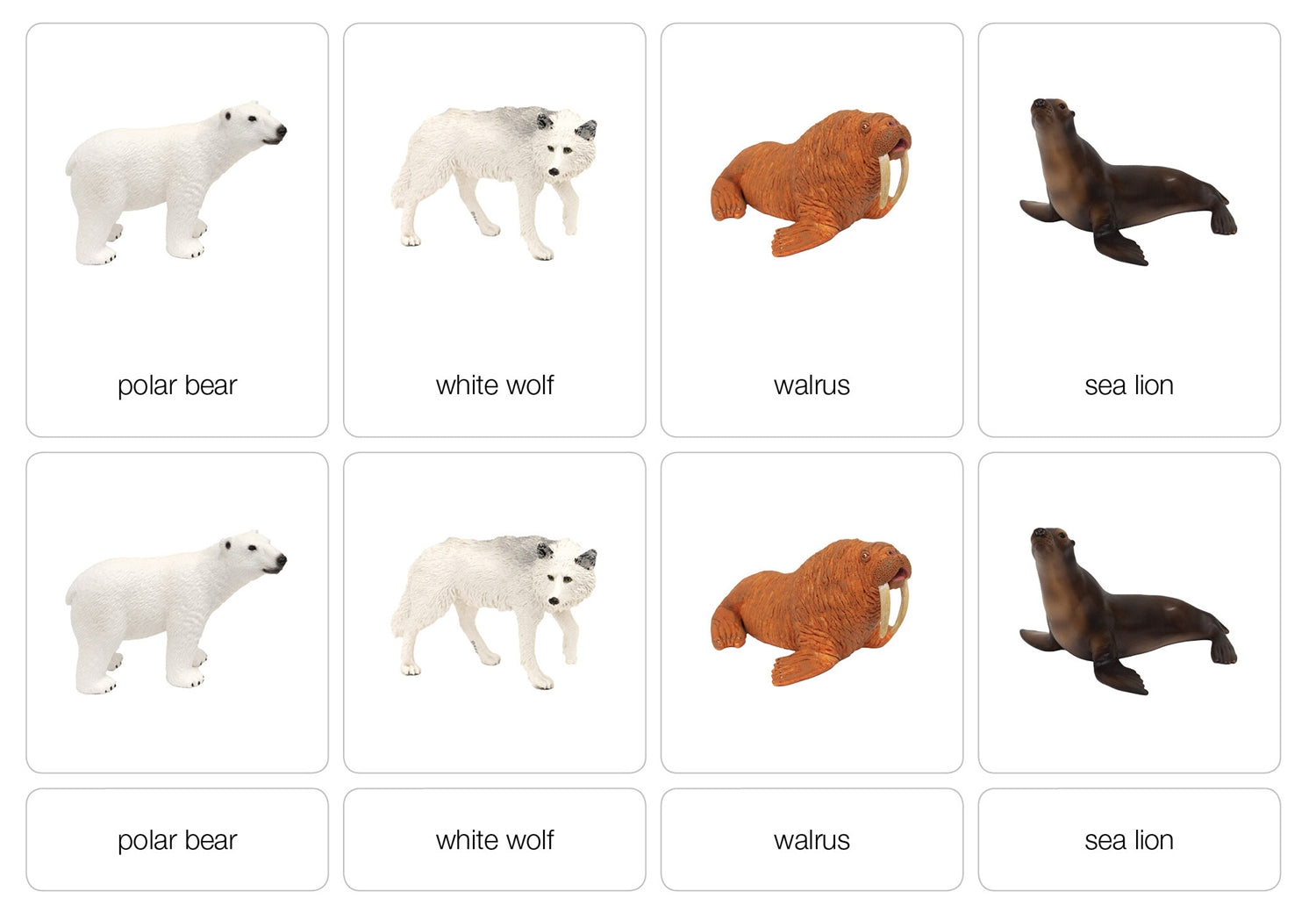 Polar Region Animals Nomenclature Cards