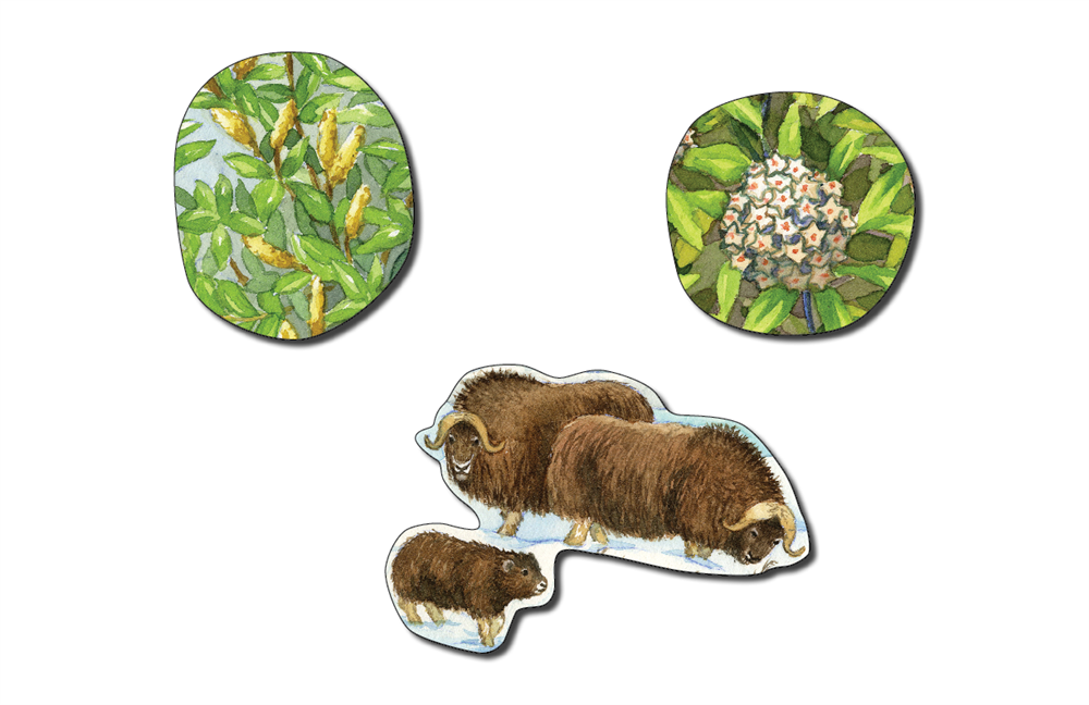 Biome Charts - Polar Biome