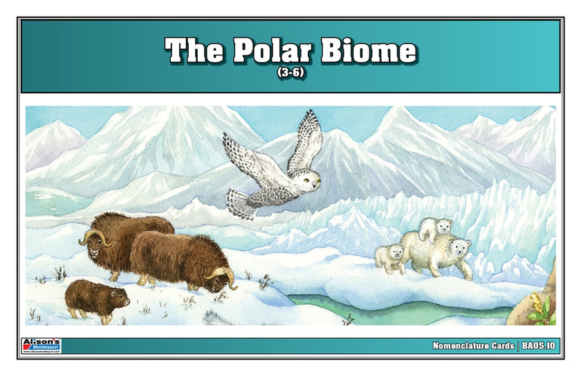 Polar Biome Nomenclature Cards (3-6) (Printed)