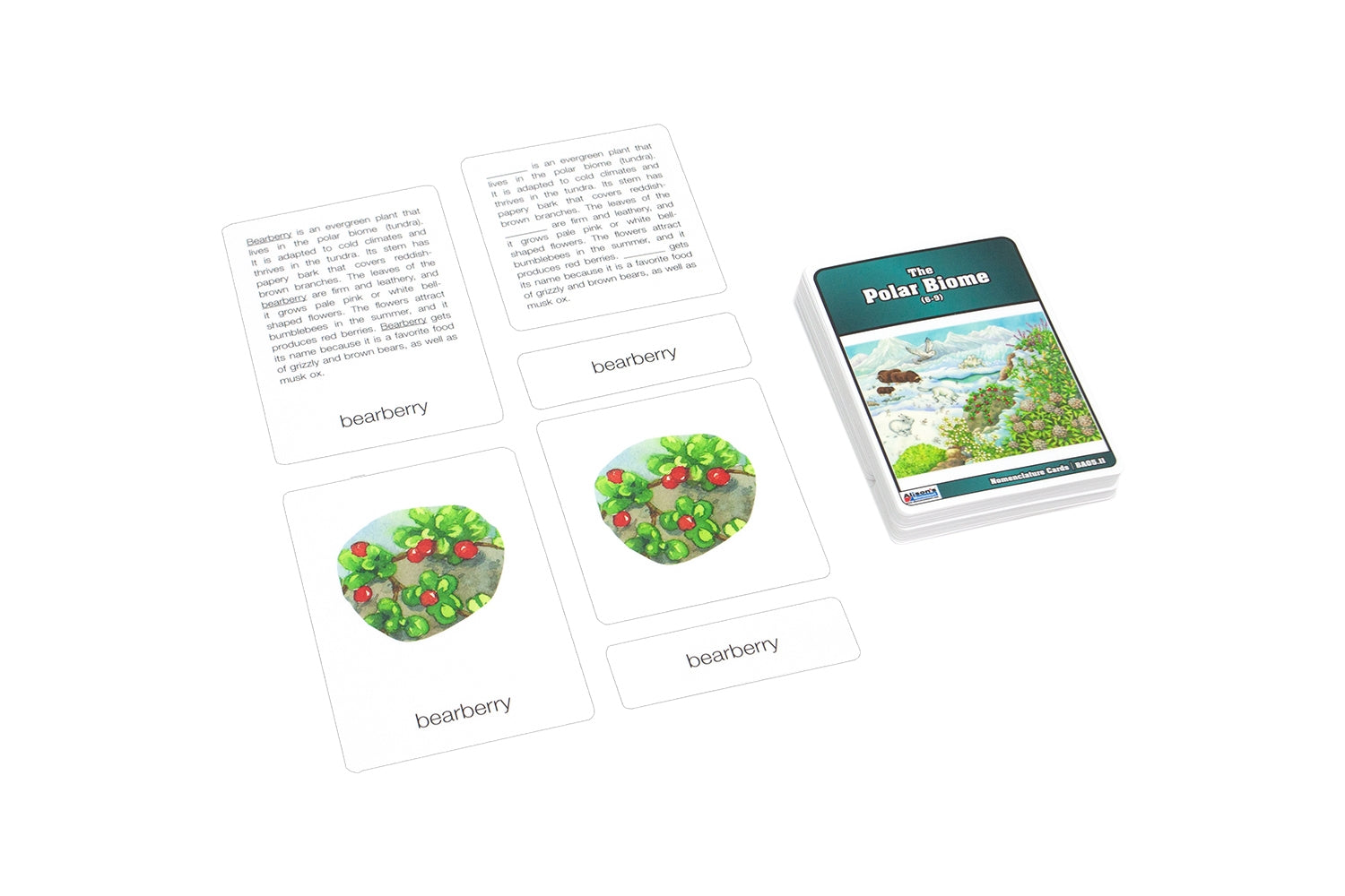 Polar Biome Nomenclature Cards (6-9) (Printed)