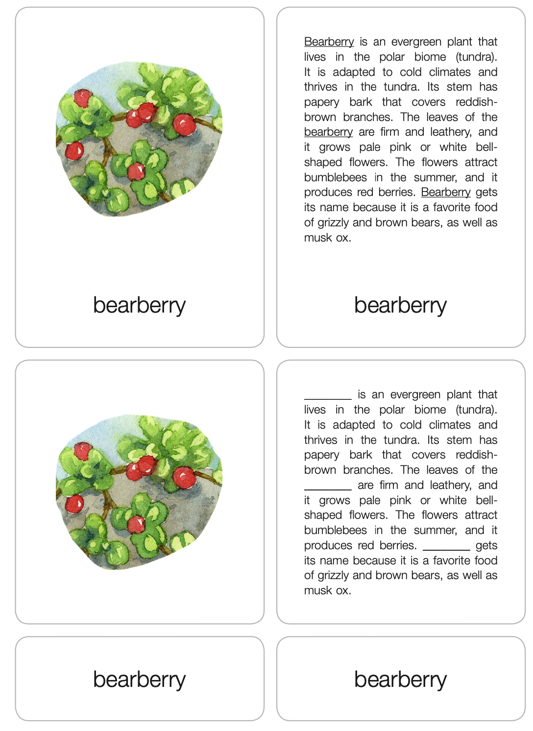 Polar Biome Nomenclature Cards (6-9) (Printed)