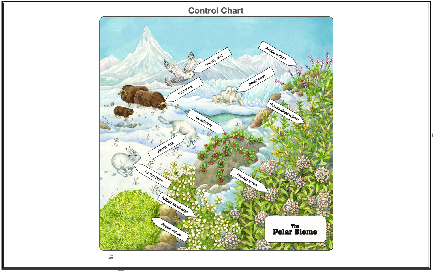 Polar Biome Nomenclature Cards (6-9) (Printed)