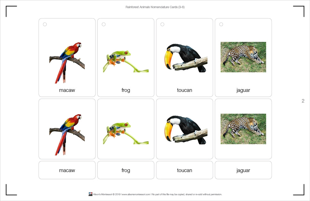 Rainforest Animals Nomenclature Cards