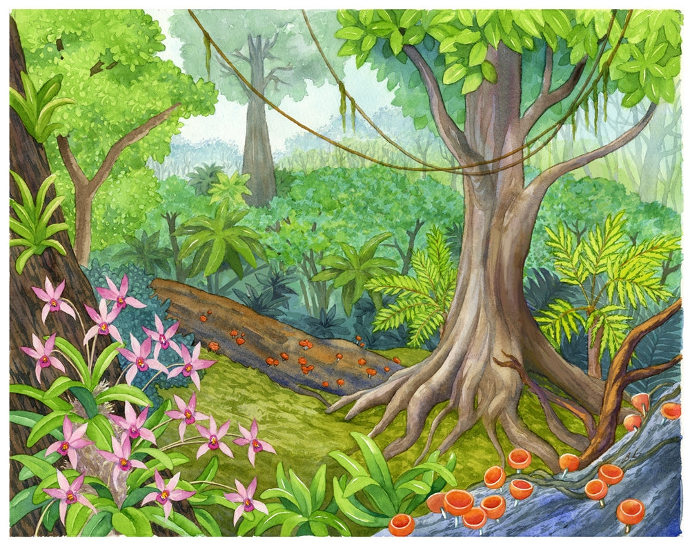 Biome Charts - Tropical Rainforest Biome