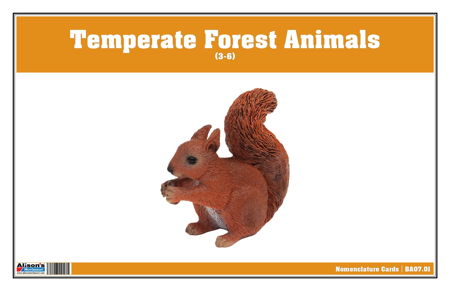 Temperate Forest Animals Nomenclature Cards