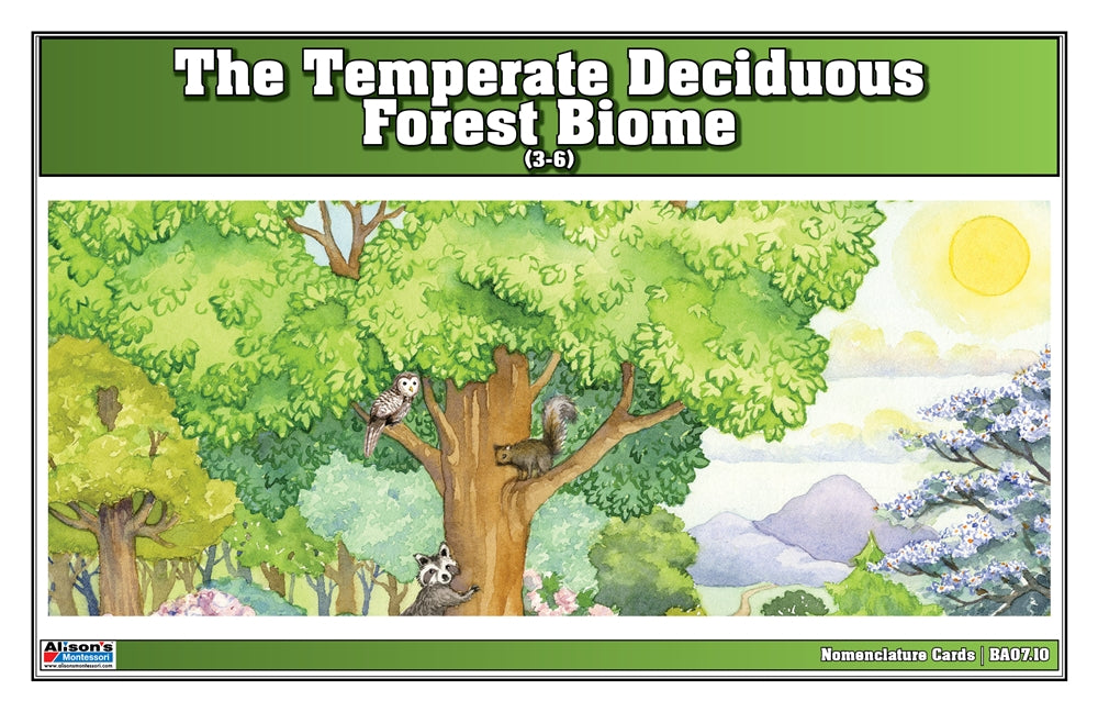Temperate Deciduous Forest Biome Nomenclature Cards (3-6) (Printed)