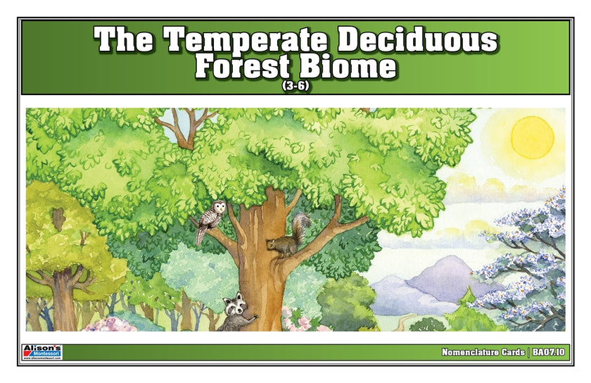 Temperate Deciduous Forest Biome Nomenclature Cards (3-6) (Printed)