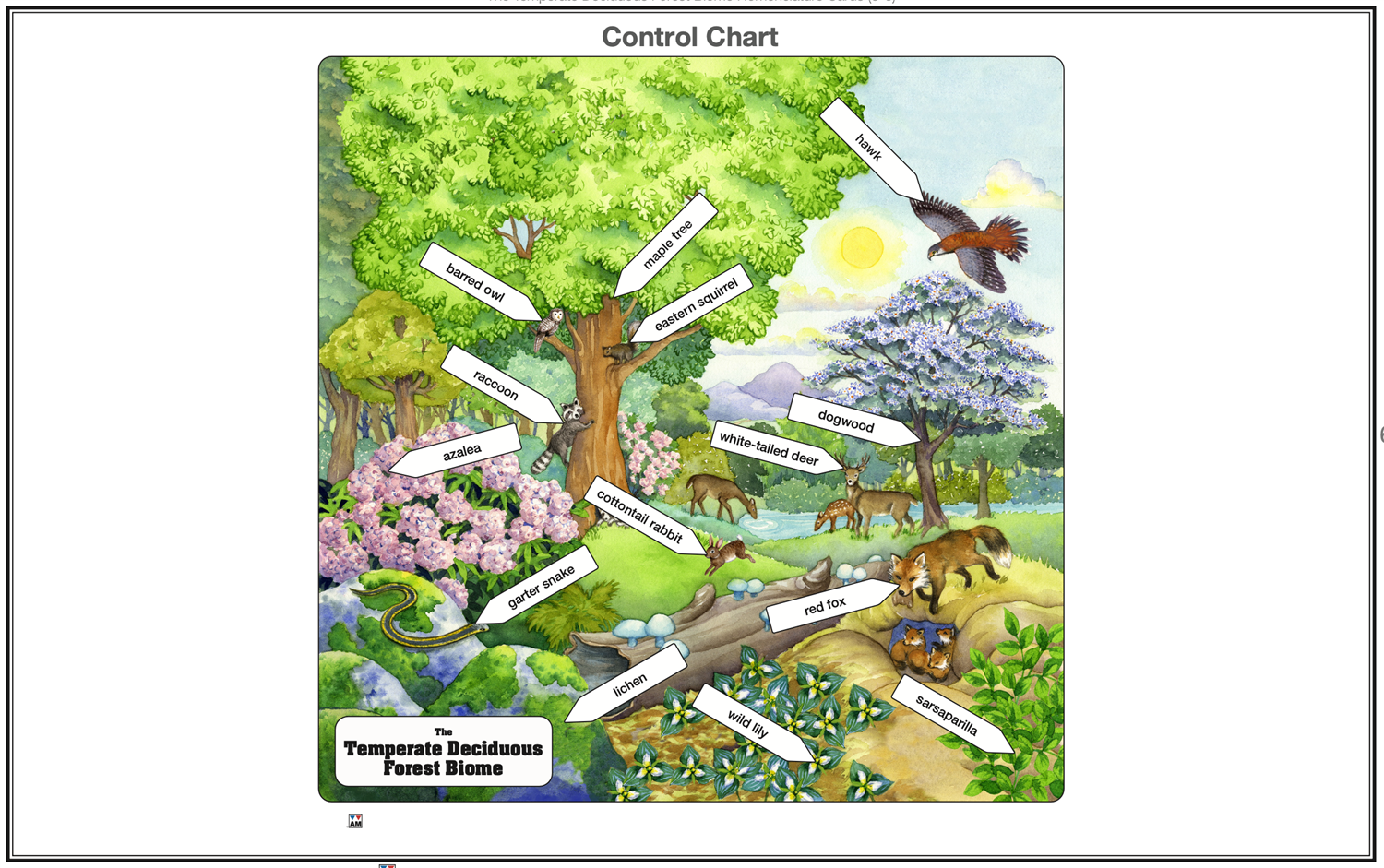 Temperate Deciduous Forest Biome Nomenclature Cards (6-9) (Printed)