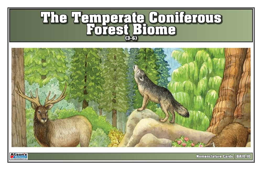 Temperate Coniferous Forest Biome Nomenclature Cards (3-6) (Printed)