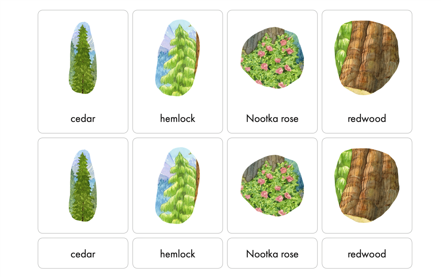 Temperate Coniferous Forest Biome Nomenclature Cards (3-6) (Printed)