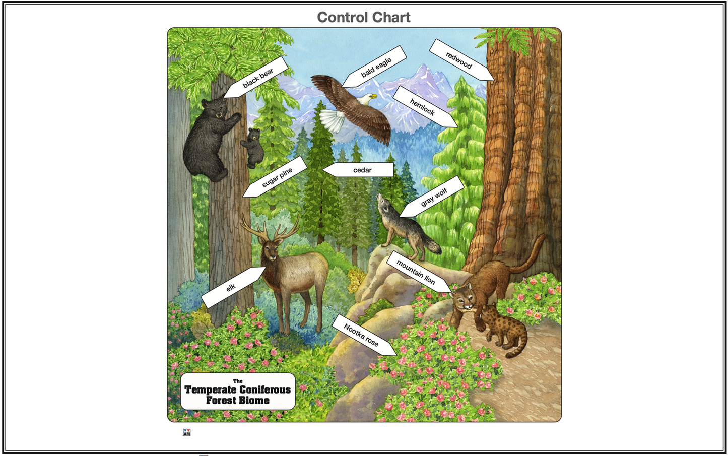 Temperate Coniferous Forest Biome Nomenclature Cards (3-6) (Printed)