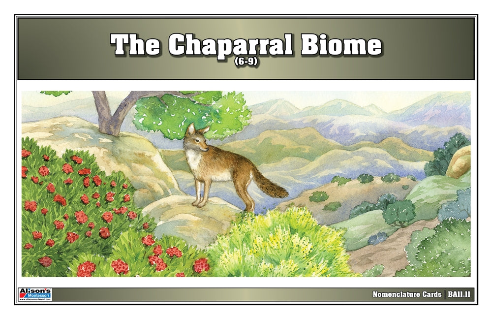 Temperate Coniferous Forest Biome Nomenclature Cards (6-9) (Printed)