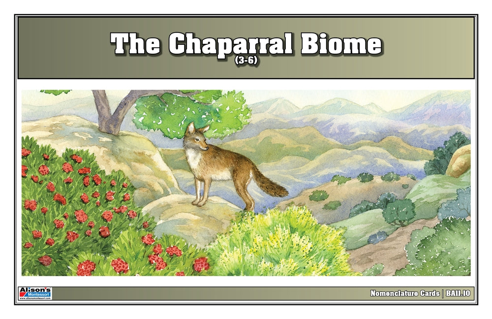 Chaparral Biome Nomenclature Cards (3-6) (Printed)