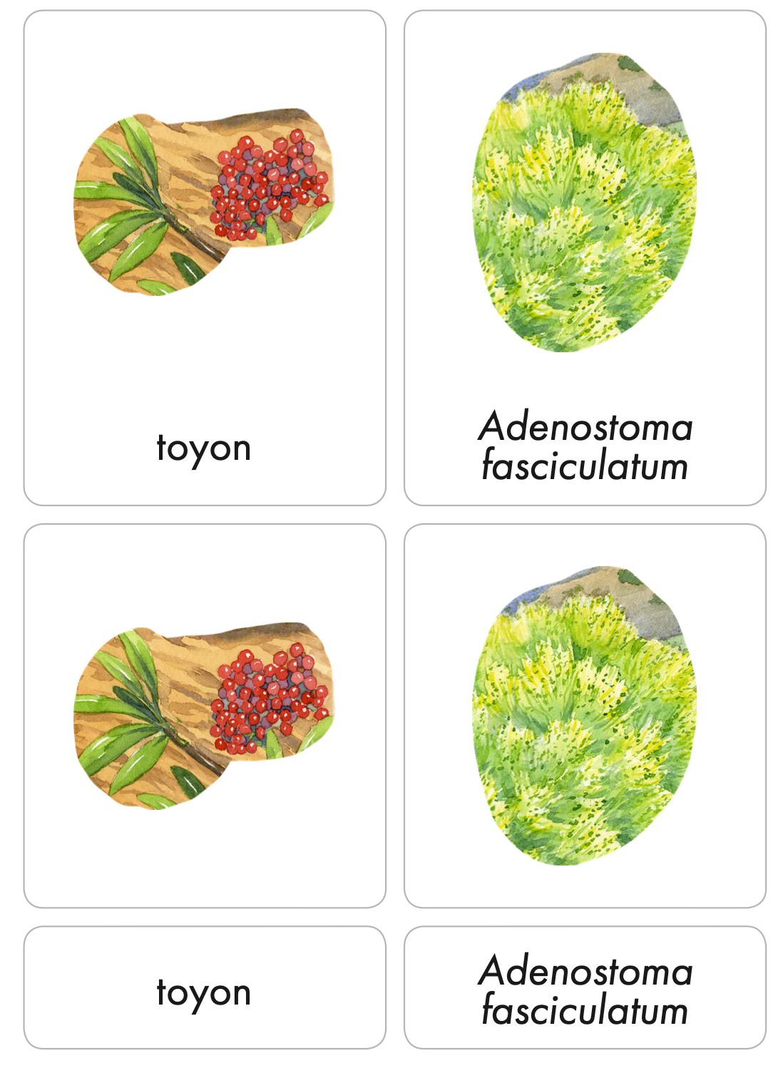 Chaparral Biome Nomenclature Cards (3-6) (Printed)