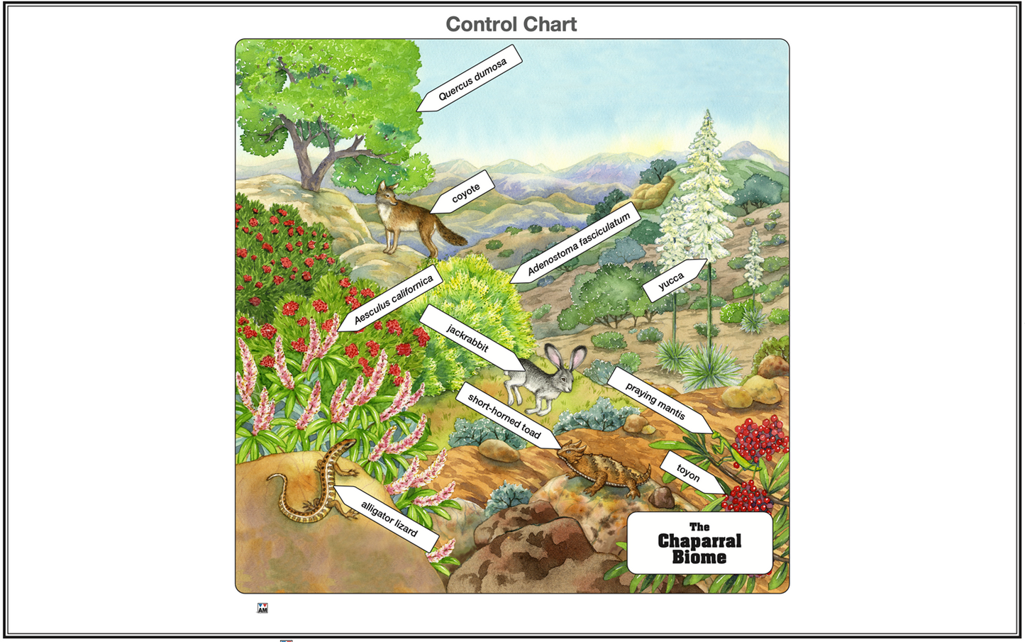 Chaparral Biome Nomenclature Cards (3-6) (Printed)