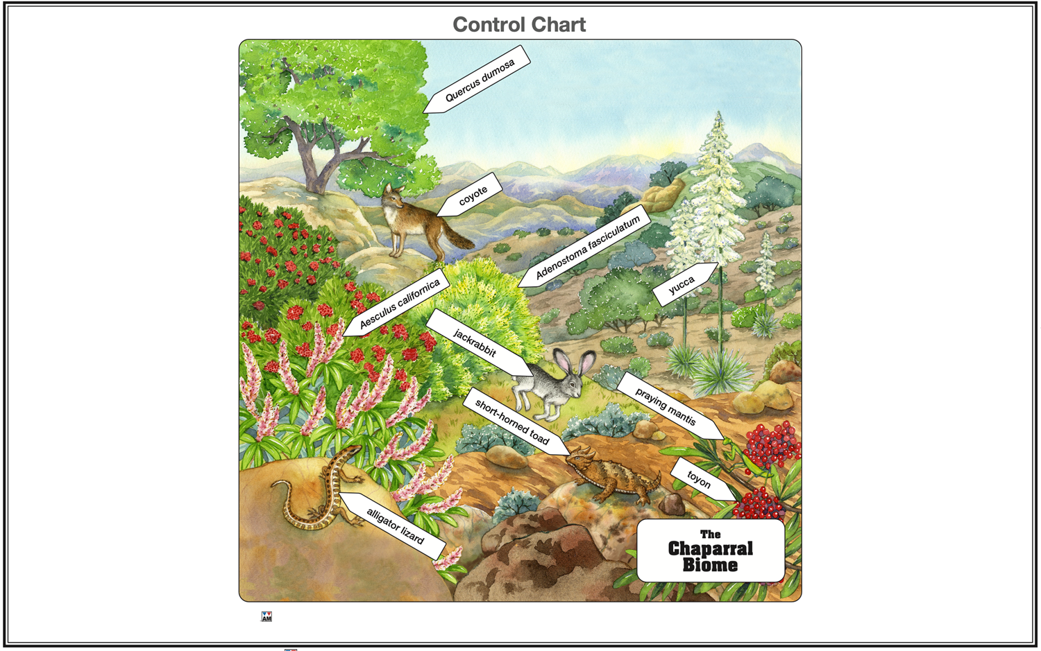 Chaparral Biome Nomenclature Cards (3-6) (Printed)