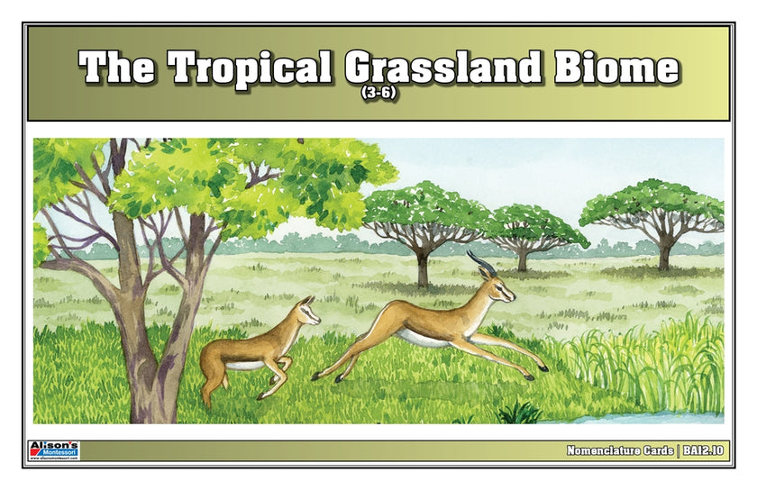 Tropical Grassland Biome Nomenclature Cards (3-6) (Printed)