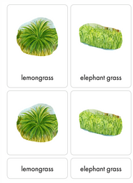 Tropical Grassland Biome Nomenclature Cards (3-6) (Printed)
