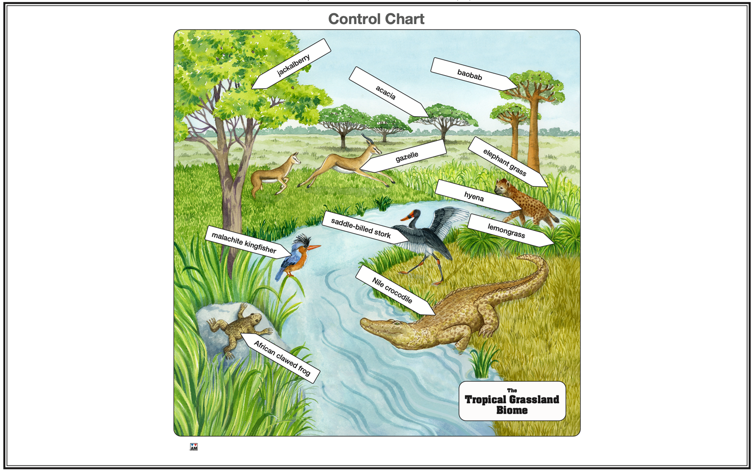 Tropical Grassland Biome Nomenclature Cards (3-6) (Printed)