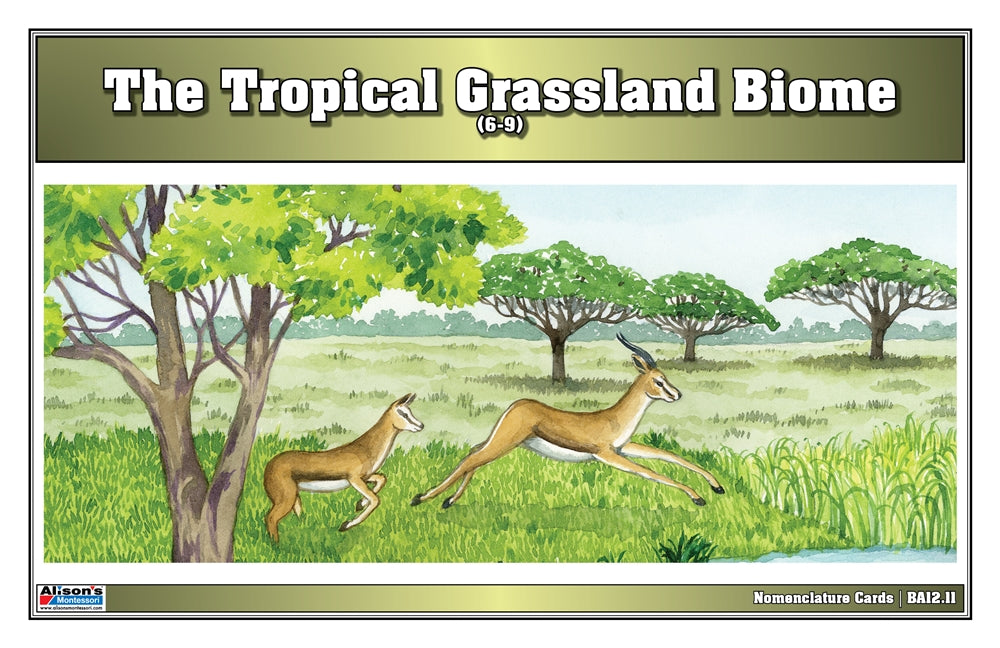 Tropical Grassland Biome Nomenclature Cards (6-9) (Printed)