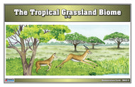 Tropical Grassland Biome Nomenclature Cards (6-9) (Printed)