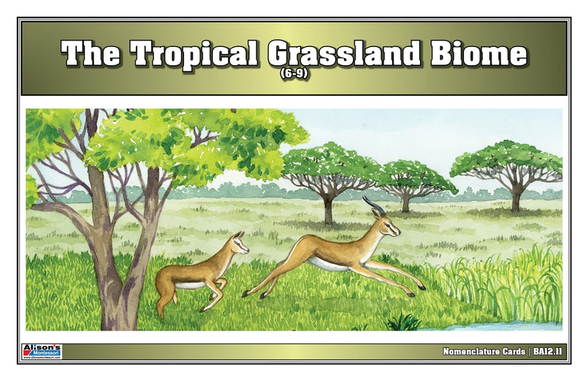 Tropical Grassland Biome Nomenclature Cards (6-9) (Printed)