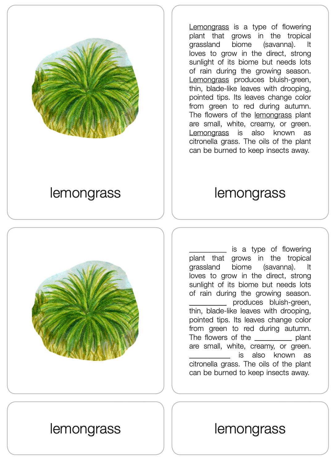 Tropical Grassland Biome Nomenclature Cards (6-9) (Printed)