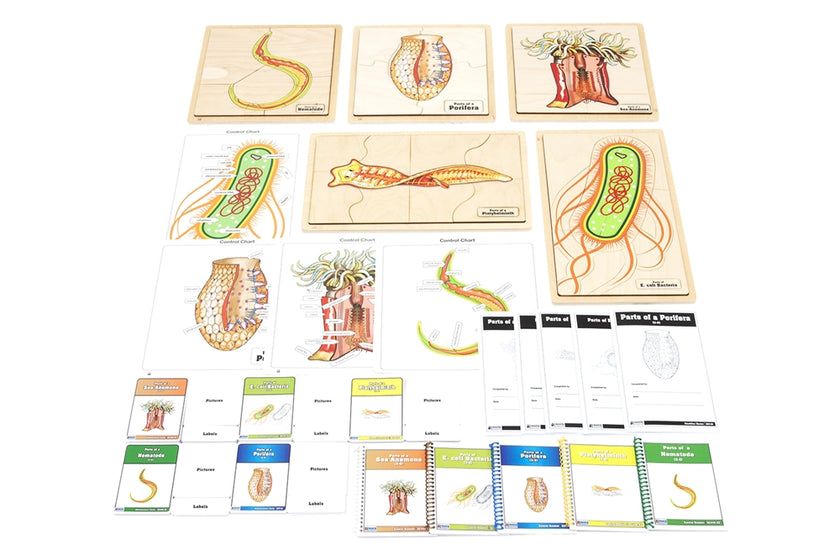 The Study of Phyla - Complete Curriculum