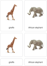 Animals of Africa Nomenclature Cards (Printed)