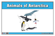 Animals of Antarctica Nomenclature Cards (Printed)