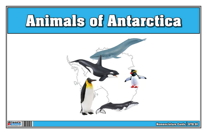 Animals of Antarctica Nomenclature Cards (Printed)