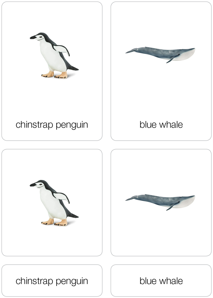 Animals of Antarctica Nomenclature Cards (Printed)